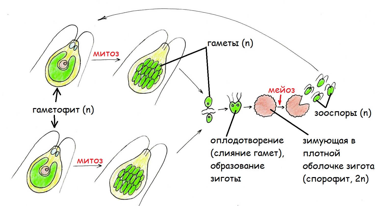 Каким номером на рисунке обозначено мейотическое деление в жизненном цикле хламидомонады