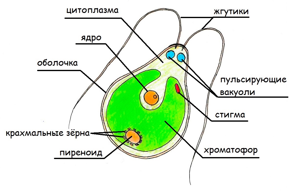 Хламидомонада строение рисунок