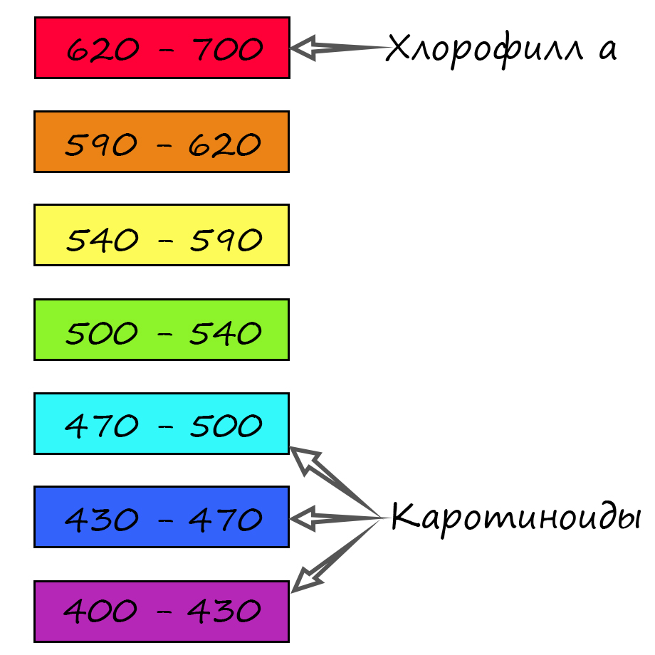 максимумы поглощения каротиноидов