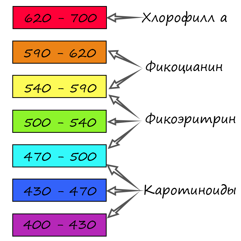 излучение, поглощаемое красными водорослями