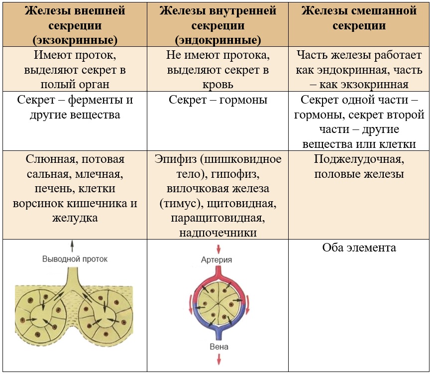 Схема железы внешней внутренней и внешней секреции