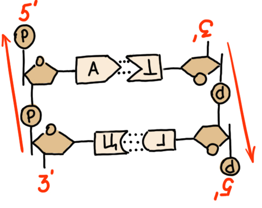 вторичная структура ДНК, противонаправленность (антипараллельность) цепей ДНК