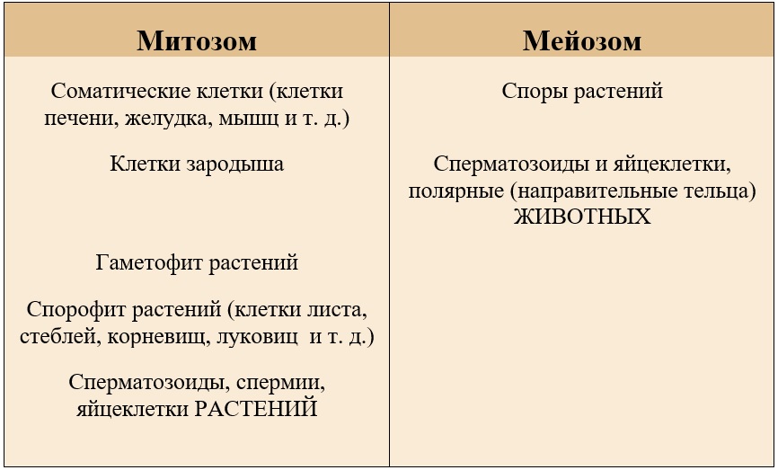 образование клеток растений и животных митозом или мейозом