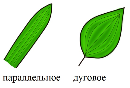 Жилкование однодольных