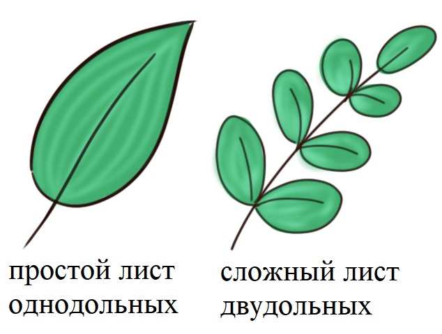 Простой и сложный лист