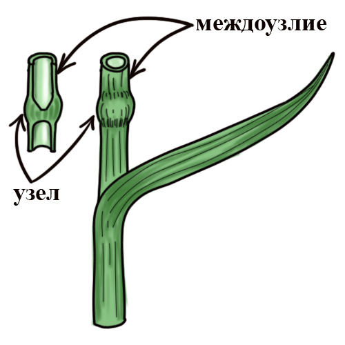 Стебель соломина