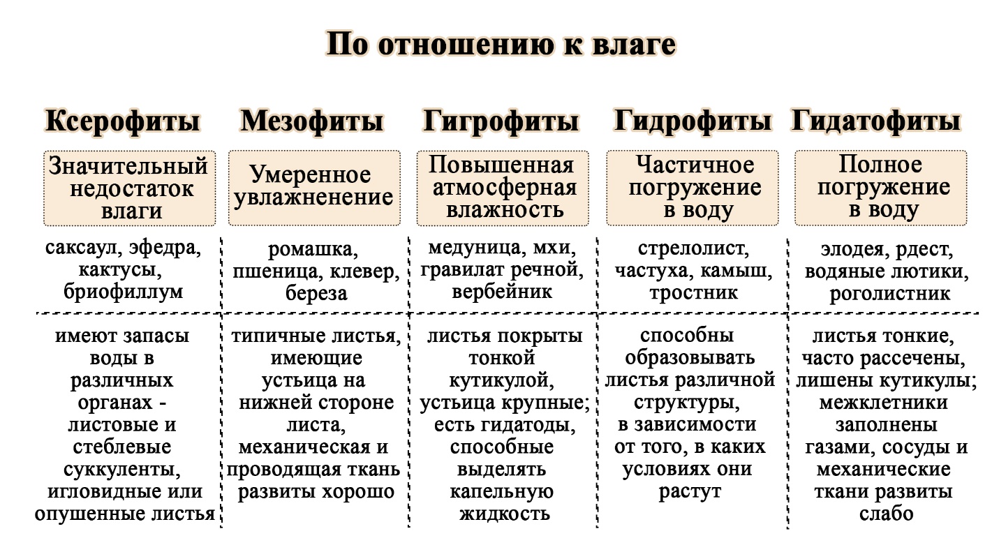 Экологические группы растений схема