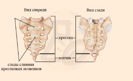 Строение крестца и копчика