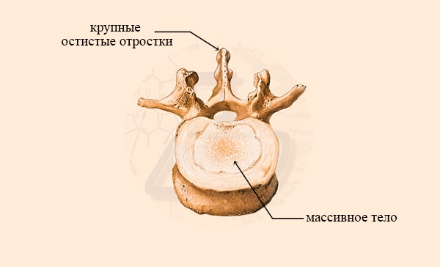 Строение поясничного позвонка