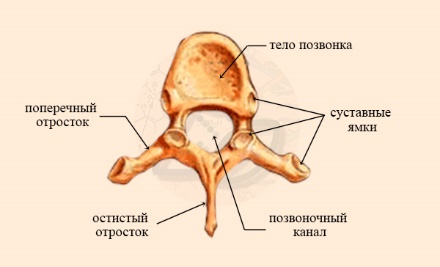 Каждый позвоночник состоит из тела и дуги