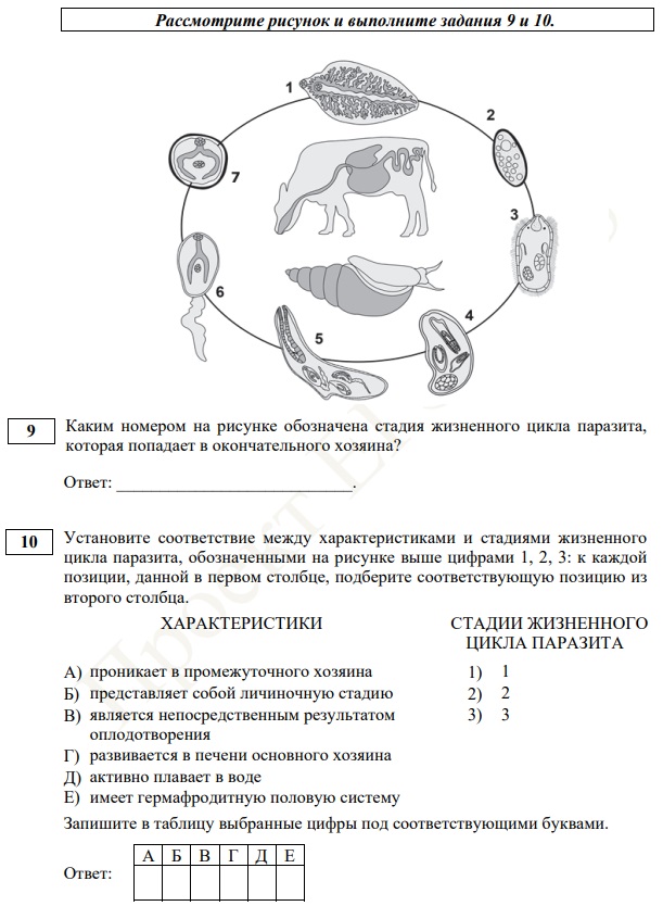 Егэ по биологии схемы