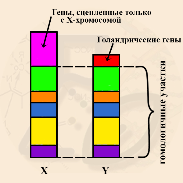 Х и Y &ndash; гомологичные и негомологичные участки