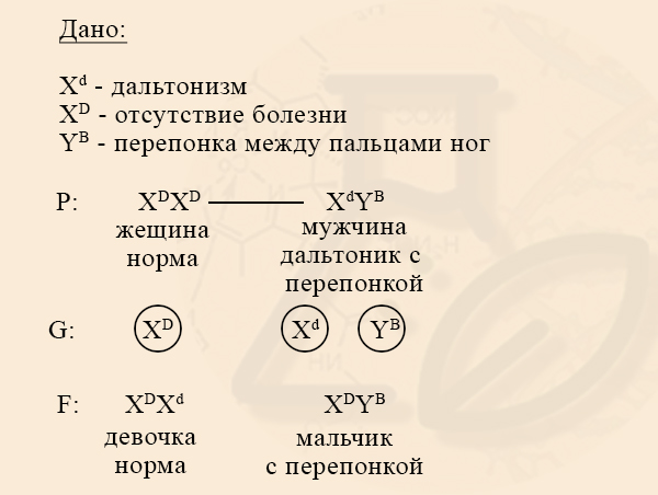 Задача на наследование голандрических признаков