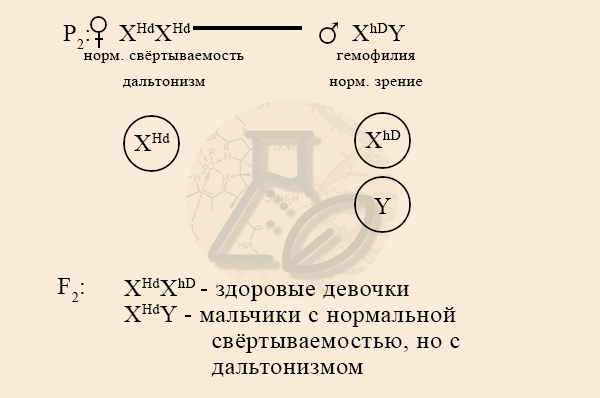 Расщепление во втором поколении при наследовании гемофилии и дальтонизма