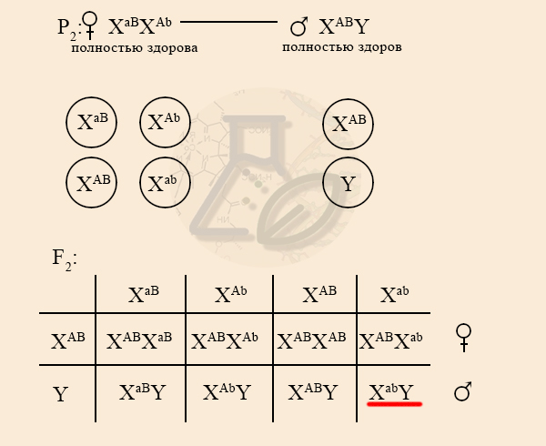 Решение задачи, расщепление во втором поколении