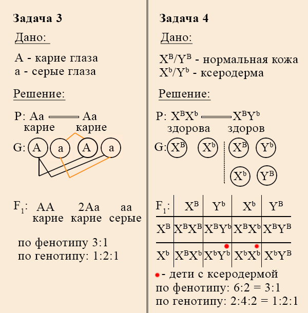 Псевдоаутосомные участки