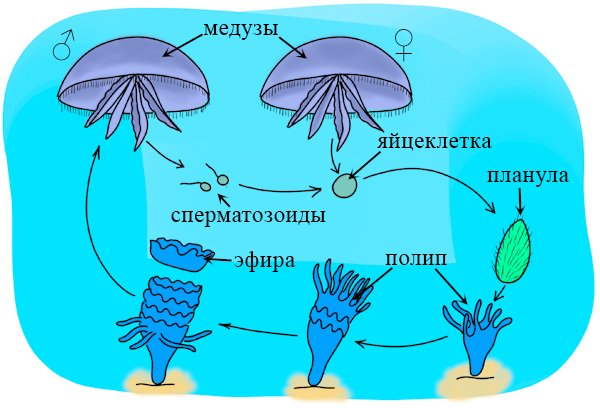 Стадия жизненного цикла медузы. Цикл развития сцифоидных. Цикл развития сцифоидной медузы. Жизненный цикл сцифоидной медузы Аурелии. Жизненный цикл сцифоидных медуз схема.