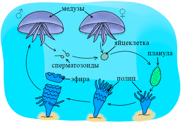 Жизненный цикл сцифоидных медуз