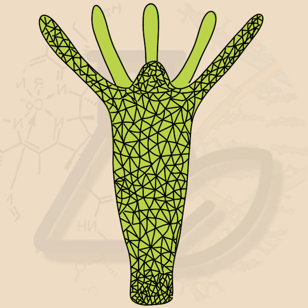 Сетчатая или диффузная нервная система гидры