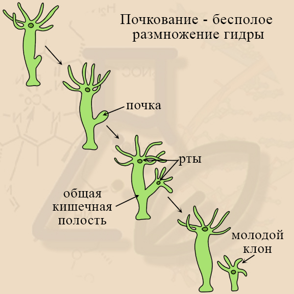 Какой способ размножения изображен на рисунке гидры