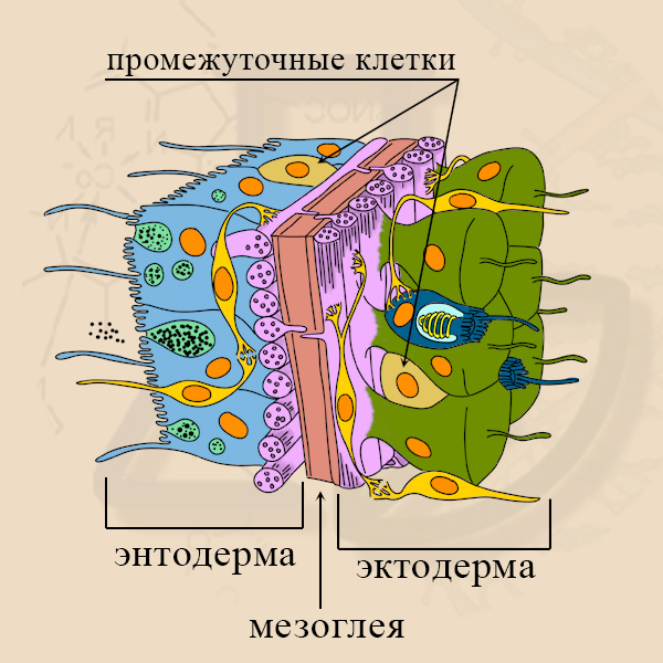 Промежуточные клетки. Промежуточные клетки находятся в энтодерме.