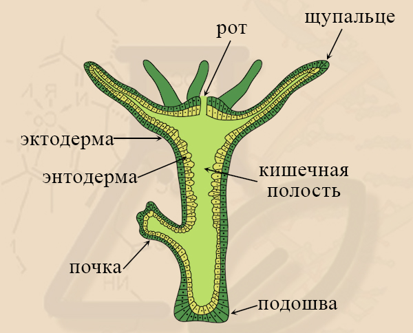 Строение гидры