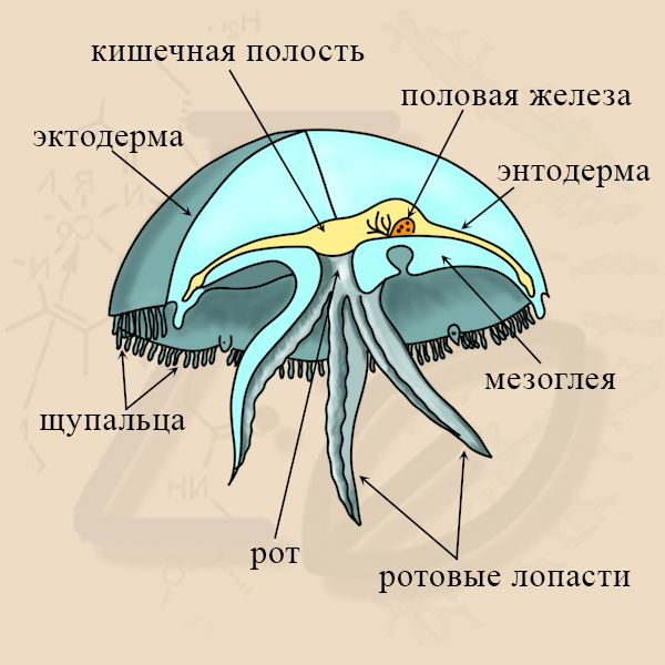 Медуза рисунок биология