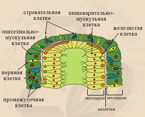 Строение кишечнополостных