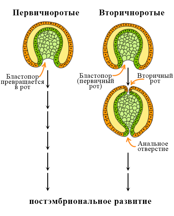 Первичноротые и вторичноротые на ЕГЭ