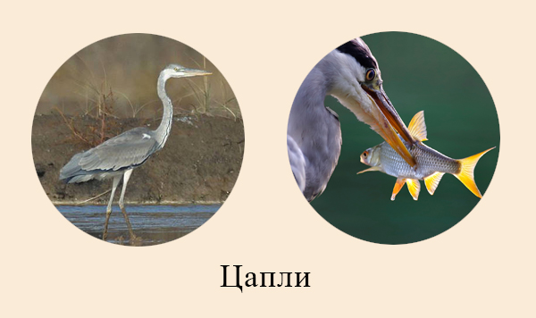 Адаптации цапли