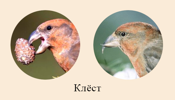Клюв клеста