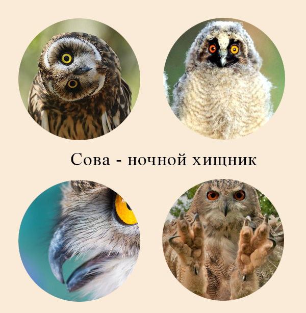 Адаптации сов