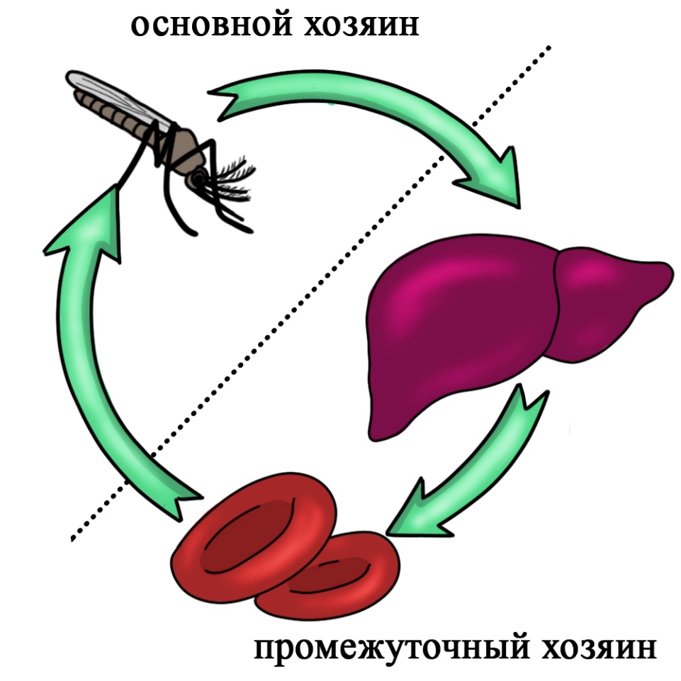 Какой цифрой обозначен на рисунке промежуточный хозяин малярийного плазмодия