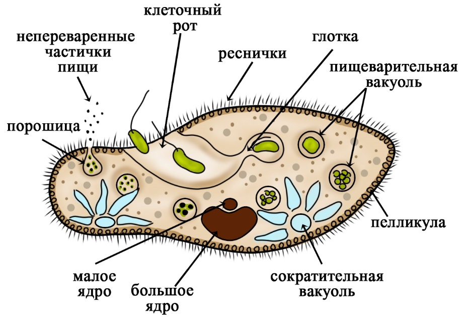 Что на рисунке инфузории туфельки обозначено цифрой 3