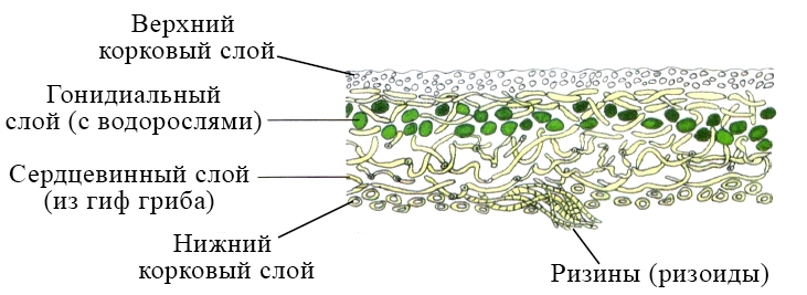 На рисунке изображено слоевище лишайника цифрой 1 обозначен структурный компонент