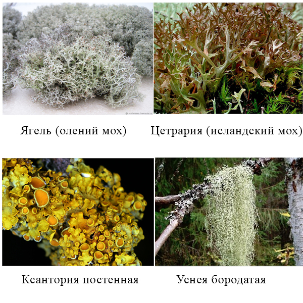 Ягель, цетрария, ксантория, уснея