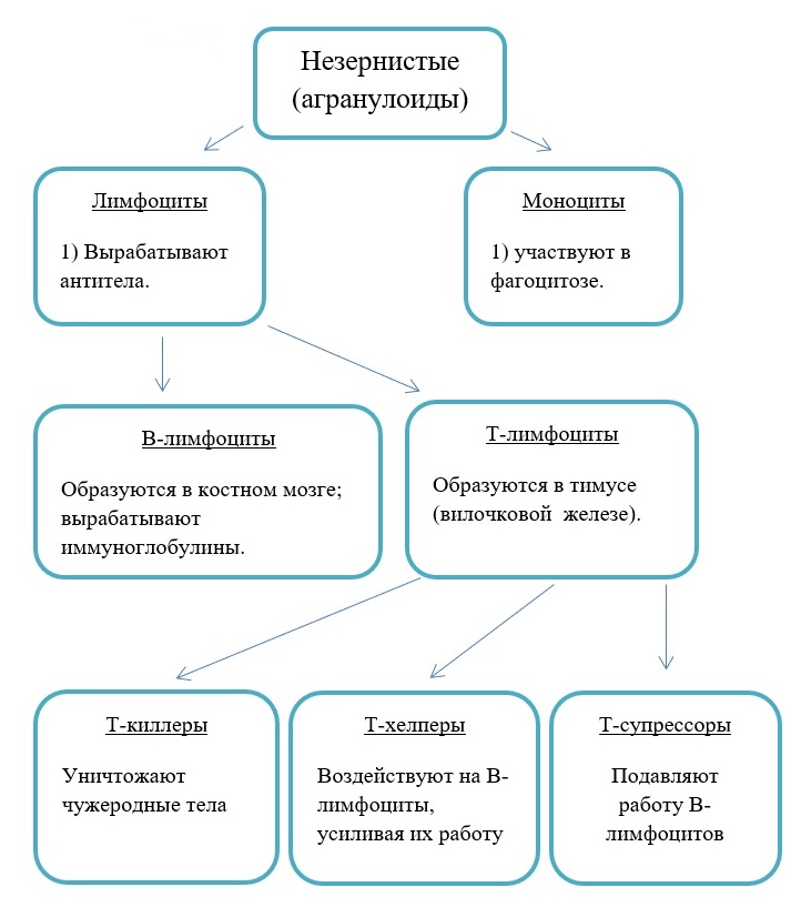 Незернистые лейкоциты (Агранулоциты)