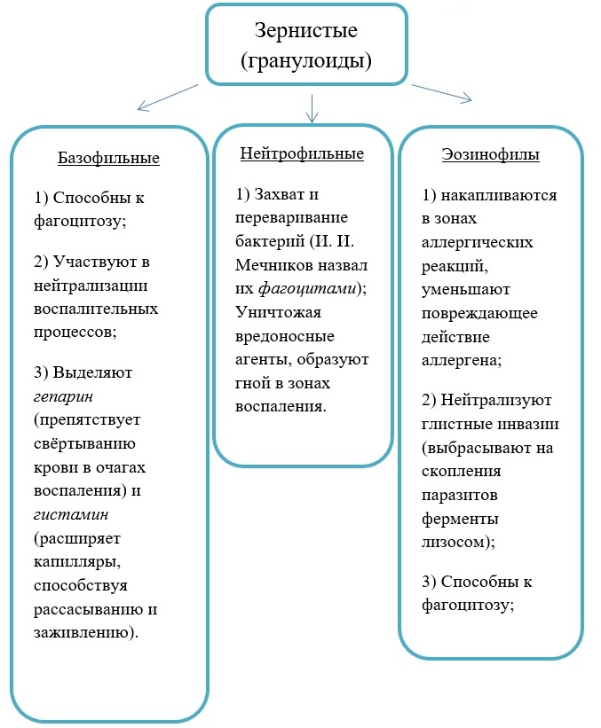 Зернистые лейкоциты (гранулоциты)