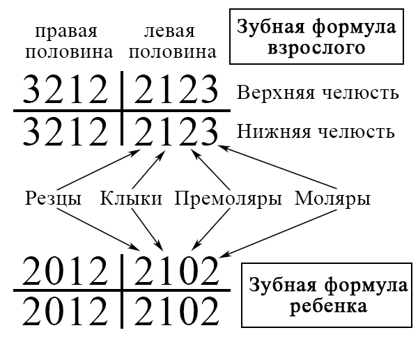 Зубная формула взрослых и детей