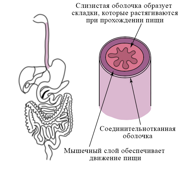 Слизистая оболочка пищевода, мышечный и соединительнотканный слой