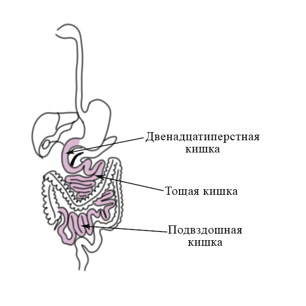 Желудок тощая кишка. Сфинктер между желудком и двенадцатиперстной. Какой длины двенадцатиперстная кишка у человека.