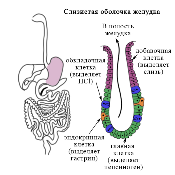 Клетки желудка