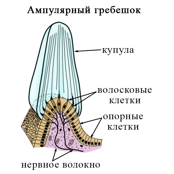 Схема строения ампулярного гребешка