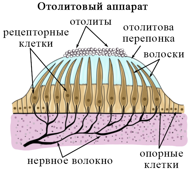 Отолиты в вестибулярном аппарате фото