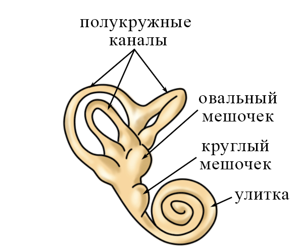 Жидкость полукружного канала