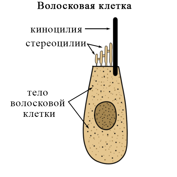 Строение волосковой клетки