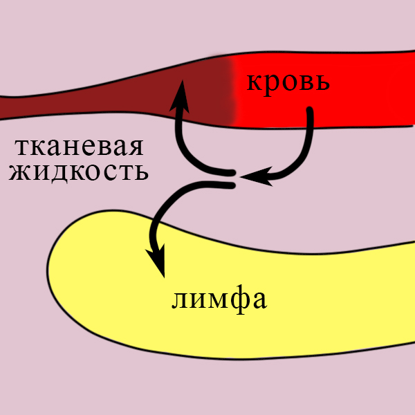 Лимфа образуется из межклеточной жидкости