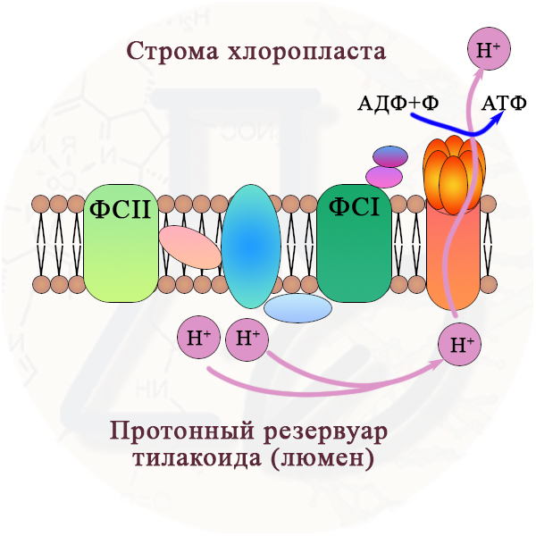 Фотофосфорилирование
