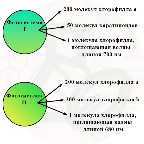 Конспект по биологии 9 класс