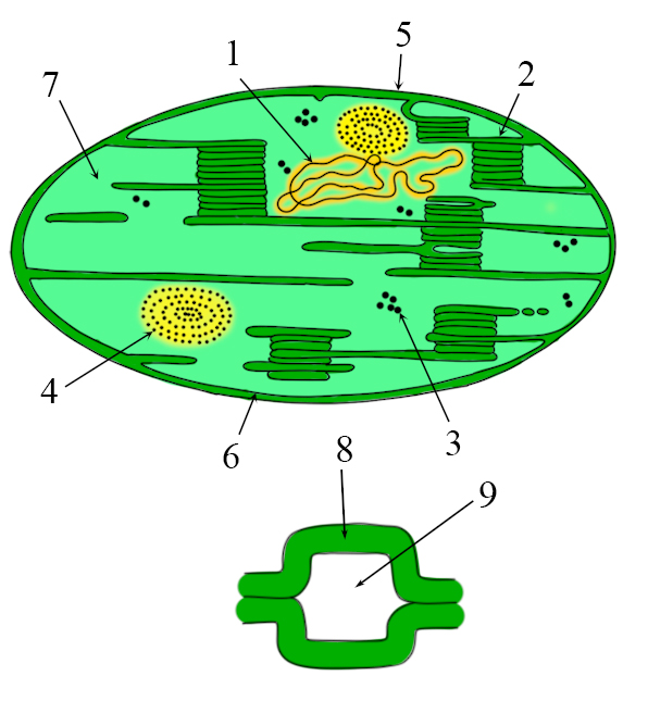Строение пластид